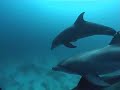 Message from an endangered Sea