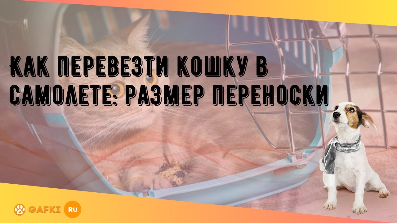 Как перевезти кошку в самолете: размер переноски