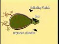 Bombardier Beetle *An Interesting Creature*