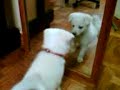 my friends dog..kiwi and herself my friends dog..kiwi and herself