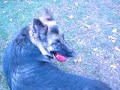 German Shep 2 years old \"Kristy\" playing  ball