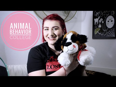 Answering ALL of Your Questions About Animal Behavior College