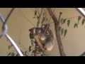Koala And Baby