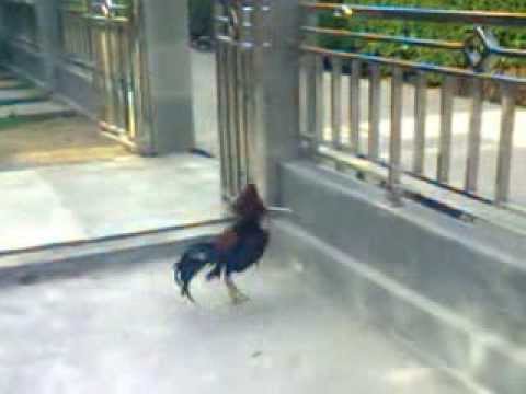 Ayam jago bertarung dengan Hantu Ayam