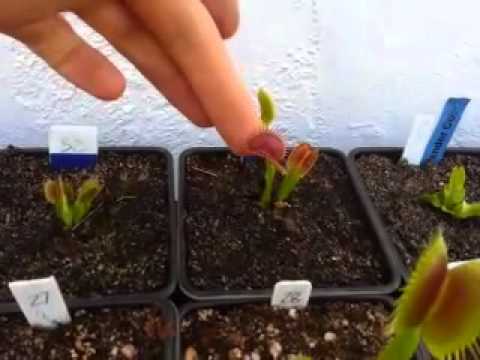 how to harvest venus flytrap seeds