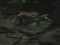 Singapore Night Safari - Leopard