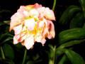 Flower-Slide-01