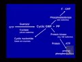 discovery of the nitric oxide and cyclic gmp system