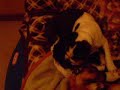 horny dog=p