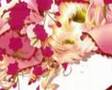 Rozen Maiden (Una rosa es una rosa)