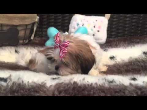 PLAYFUL AND LOVING LITTLE FEMALE SHIH TZU