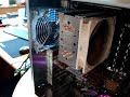 noctua noctua