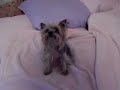 Candi Bouncy and Squeeky Teacup Yorkie Candi Bouncy and Squeeky Teacup Yorkie