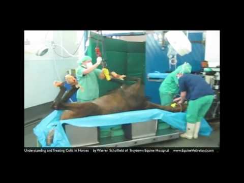how to cure equine colic
