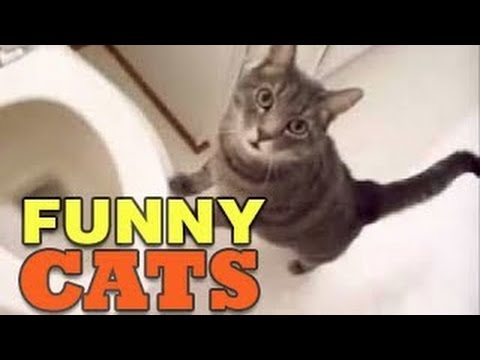 Funny Cats Compilation - Funny videos 2015 #2