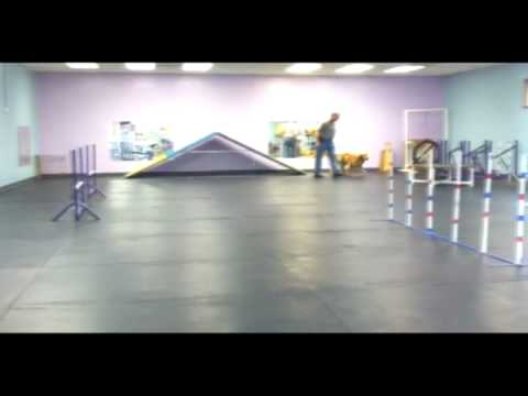 how to train agility dogs