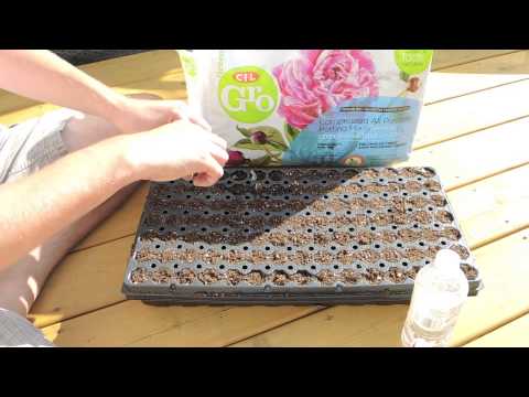 how to grow frangipani