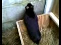 little black bunny rabbit little black bunny rabbit