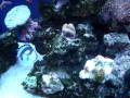 Reef Tank
