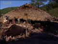 Toilet pigs and food - Tribe - BBC