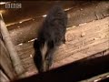 Bruce Parry has an unusual experience when he has company in the toilet. More amazing culture from around the world in BBC's Tribe.
