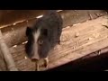 Toilet-pigs-and-food