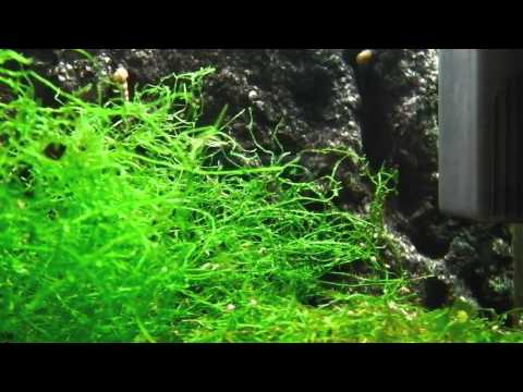 how to grow java moss fast