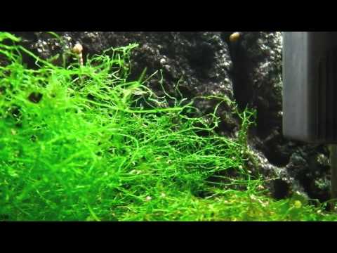 how to grow java moss fast