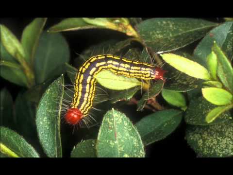 how to control azalea lace bug