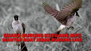 Download Lagu Mp3 Masteran Suara Burung Kutilang Gacor Cocok