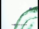 WATER - hebrew sbttll