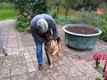 Schäferhund Boris Schäferhund Boris