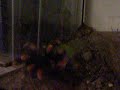 Brachypelma smithi vs. Mantis religiosa