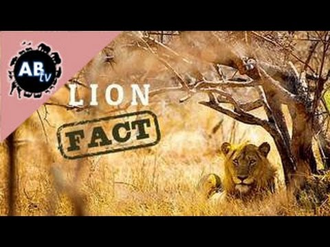 YouTube reptile video