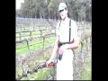 Pruning Wine Grape Vines Pruning Wine Grape Vines