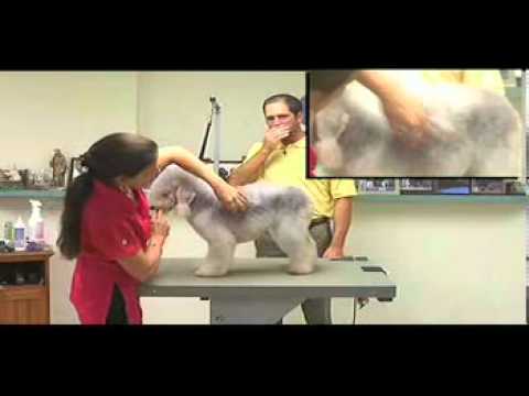 bedlington terrier