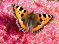 Jane Siberry - One More Colour Jane Siberry - One More Colour