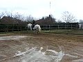 Cartujano Stallion Generoso