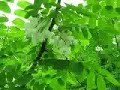Locust tree (Robinia pseudoacacia) blossoms Locust tree (Robinia pseudoacacia) blossoms