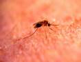 Mosquito Killing System