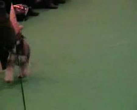 Watch 'YouTube - Mini Schnauzers at Crufts 2008'