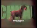 Watch 'YouTube - Mini Schnauzers at Crufts 2008'
