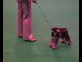 Mini Schnauzers at Crufts 2008 Mini Schnauzers at Crufts 2008