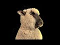 After Effects Morph 2