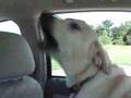 Labrador Retriever video