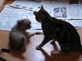 Our Tibetan Spaniel puppy playing with our tabby cat