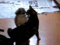 videos de Our Tibetan Spaniel puppy playing with our tabby cat