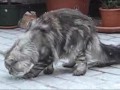 Maine Coon Cat Secret #1 - Playing In The Snow (LOL)