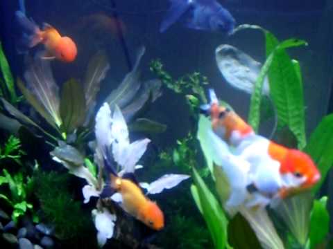 goldfish tank mates. My Fancy Goldfish Tank Update