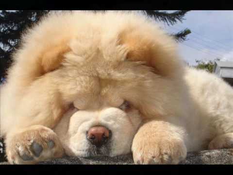 chow